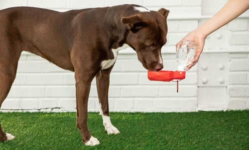 TrailPaw Portable Dog Water Bowl — Collapsible Travel & Hiking Pet Bowl with Clip